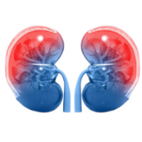 Nephrology