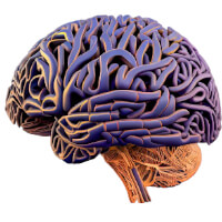 Neurosciences