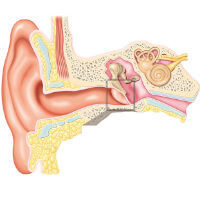 Otorhinolaryngology